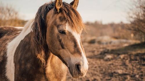 horse photography ideas 16