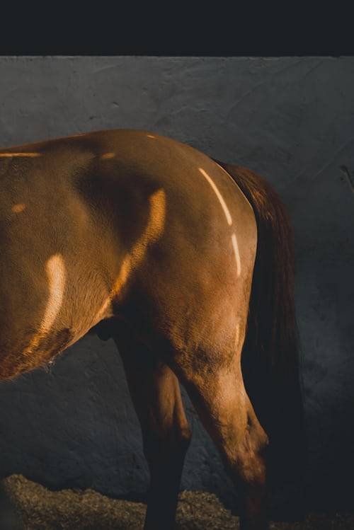 horse photography ideas 2