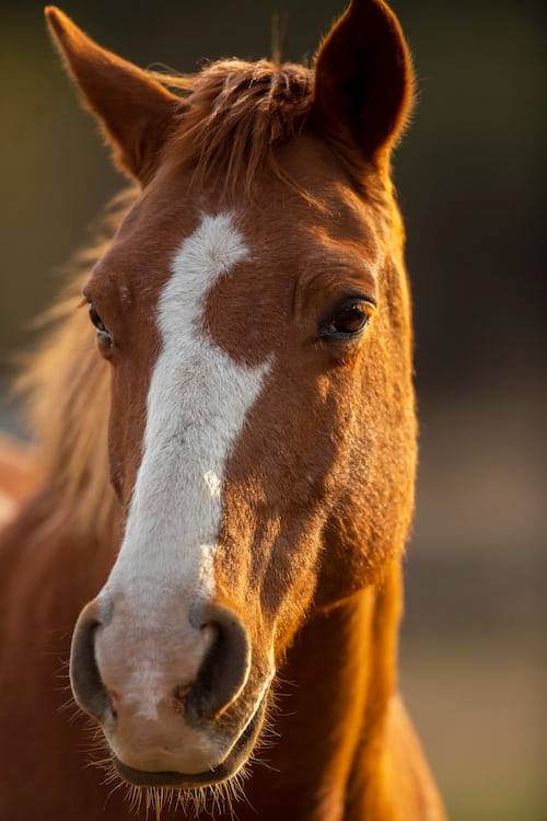 horse photography ideas 37
