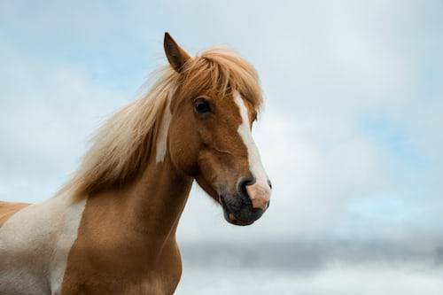 horse photography ideas 38