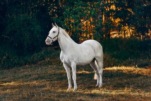 horse photography ideas 39