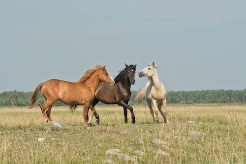 horse photography ideas 42