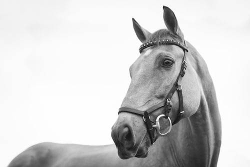 horse photography ideas 43