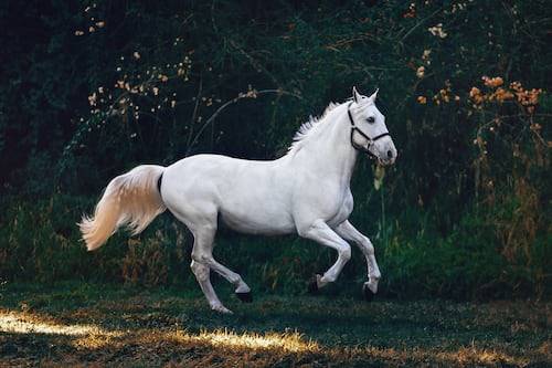 horse photography ideas 44