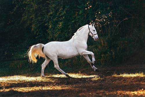 horse photography ideas 46