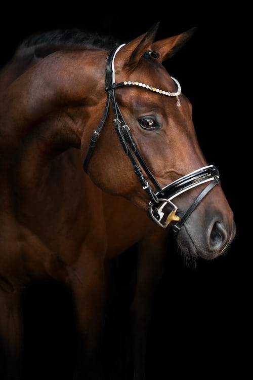 horse photography ideas 47