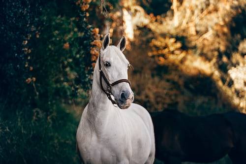 horse photography ideas 49