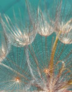 dandelion-photography-ideas-