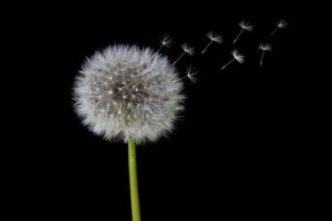 dandelion-photography-ideas-
