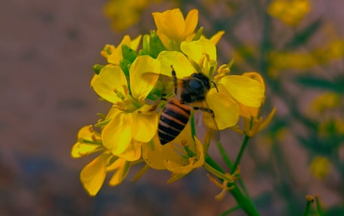 flowers and insects images 12